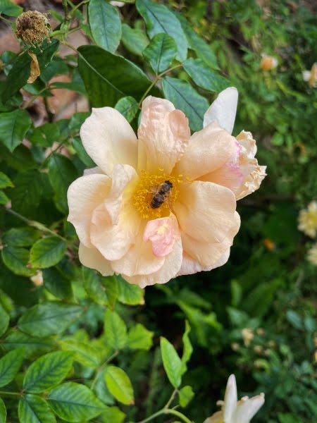 bee and flower