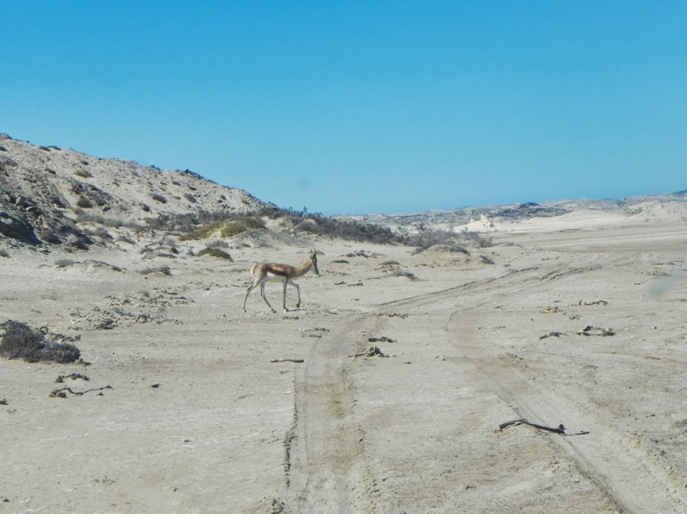 springbok in the desert